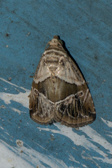 Maliattha separata
