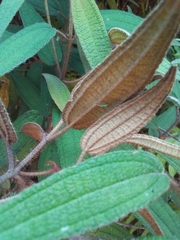 Miconia angustilamina