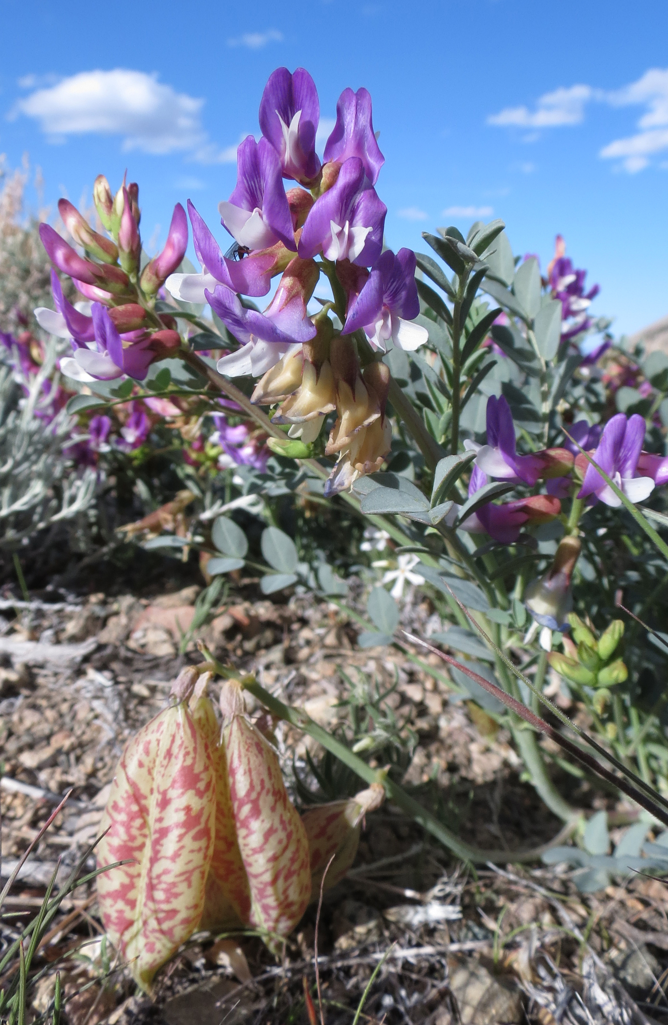 Astragalus oophorus