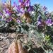 Astragalus oophorus - Photo (c) tangojuli,  זכויות יוצרים חלקיות (CC BY-NC)