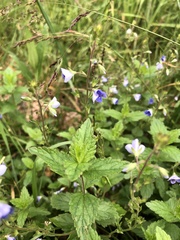 Veronica chamaedrys