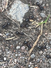 Camponotus herculeanus