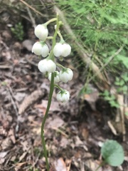 Pyrola media