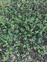 Vaccinium vitis-idaea