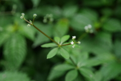 Galium echinocarpum