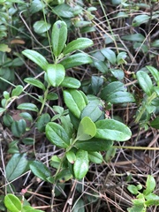 Vaccinium vitis-idaea