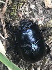 Anoplotrupes stercorosus