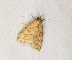 Olulis puncticinctalis