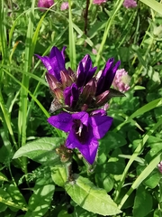 Campanula glomerata