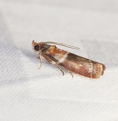 Ptyomaxia swinhoeella