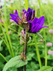 Campanula glomerata