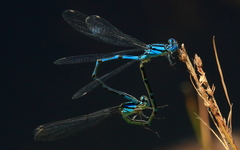 Caliagrion billinghursti