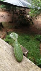 Choeradodis rhomboidea