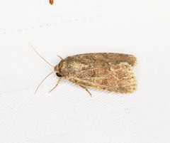 Spodoptera pecten