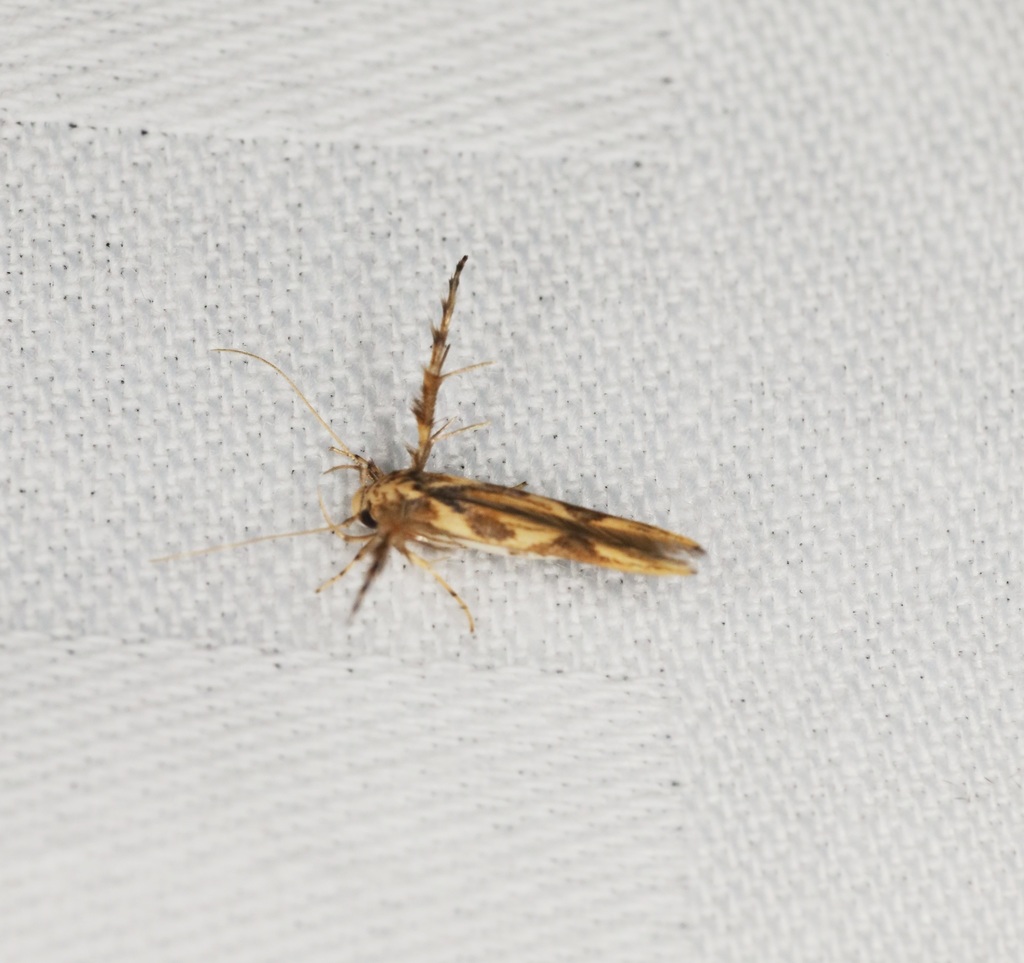 stathmopoda-centihasta-from-on-july-4-2020-at-08-53-pm-by-sk2