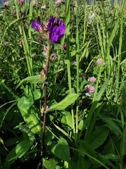 Campanula glomerata