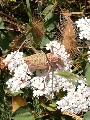 Ephippigerida saussuriana