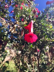 Cantua buxifolia