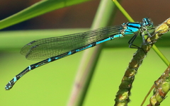 Caliagrion billinghursti