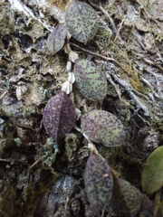 Acianthera testifolia