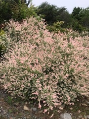 Salix integra