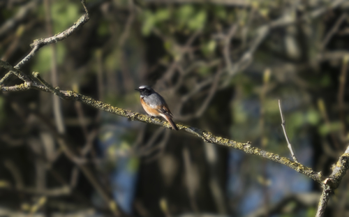Rougequeue à front blanc, mâle