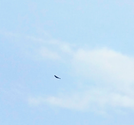Pied Bushchat