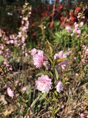 Prunus glandulosa