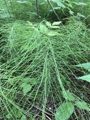 Equisetum pratense