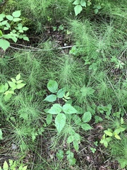 Equisetum pratense