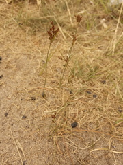 Juncus atratus