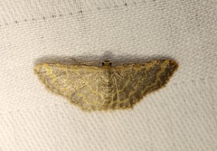 Idaea costiguttata