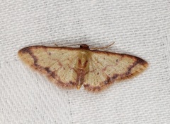 Idaea impexa