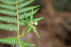 Pteridium revolutum