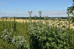 Echinops sphaerocephalus