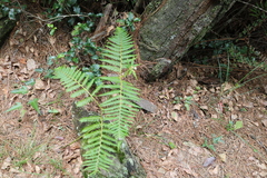 Pteridium revolutum