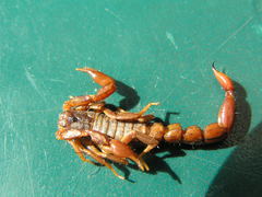 Mesomexovis variegatus