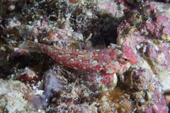 Synchiropus morrisoni