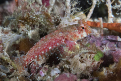 Synchiropus morrisoni