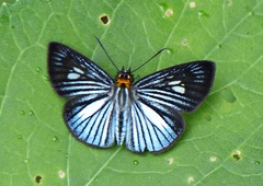 Pythonides lancea