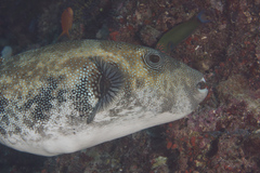 Arothron caeruleopunctatus