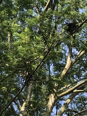 Parkia speciosa
