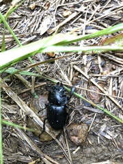 Neolucanus sinicus championi