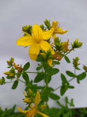 Hypericum perforatum