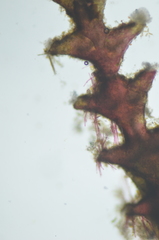 Abietinaria