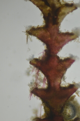 Abietinaria