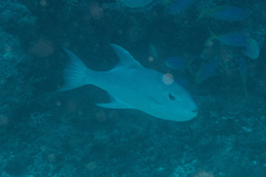 Canthidermis maculata