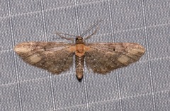 Eupithecia flavigutta