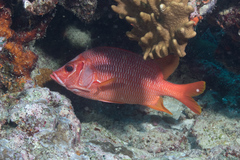 Sargocentron spiniferum