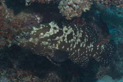 Epinephelus polyphekadion